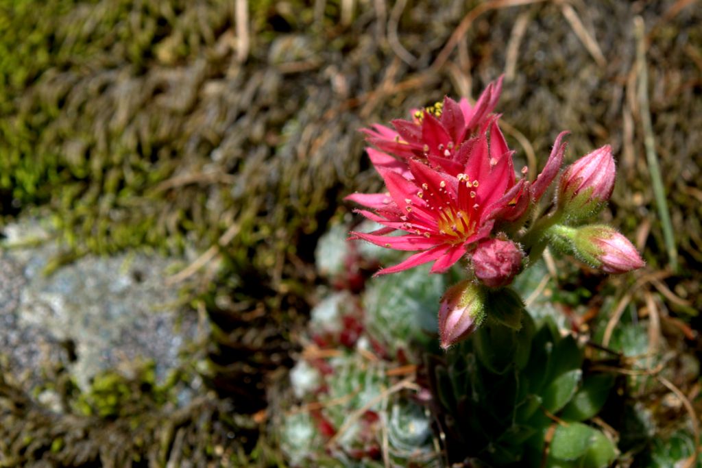 Sempervivum arachnoideum