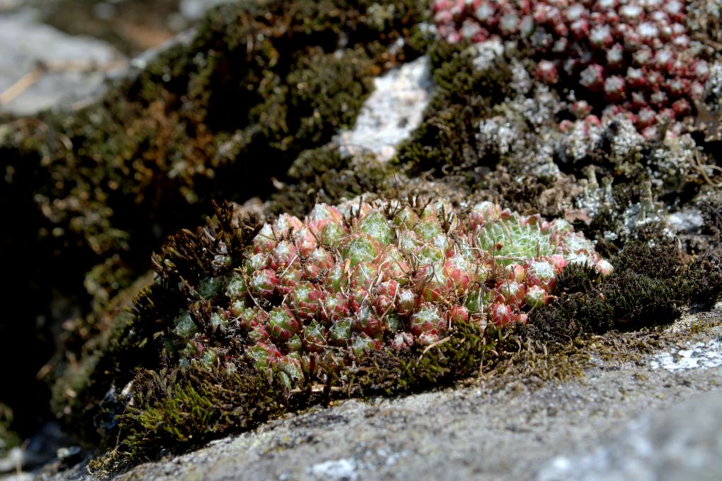 Sempervivum arachnoideum