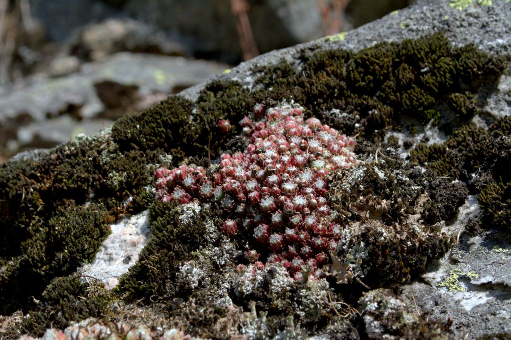 Sempervivum arachnoideum