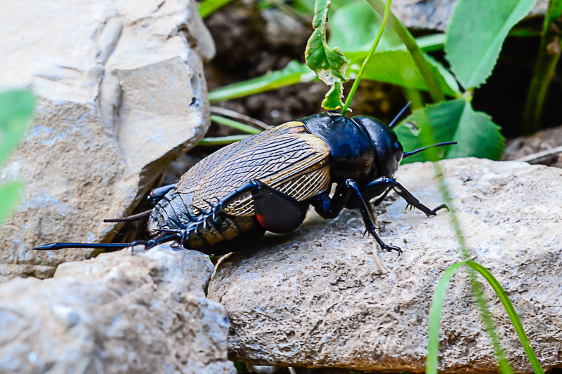 Gryllus campestris, femmina