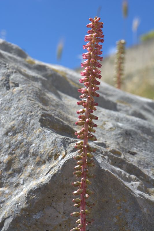 Quale umbilicus?  Umbilicus horizontalis (Crassulaceae)