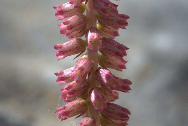 Quale umbilicus?  Umbilicus horizontalis (Crassulaceae)