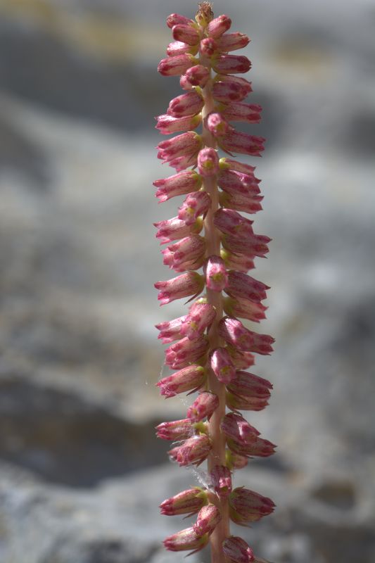 Quale umbilicus?  Umbilicus horizontalis (Crassulaceae)