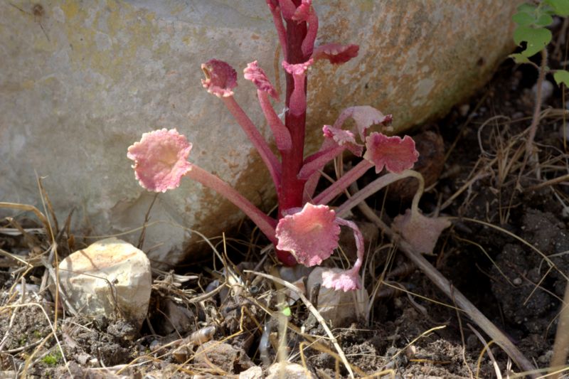 Quale umbilicus?  Umbilicus horizontalis (Crassulaceae)