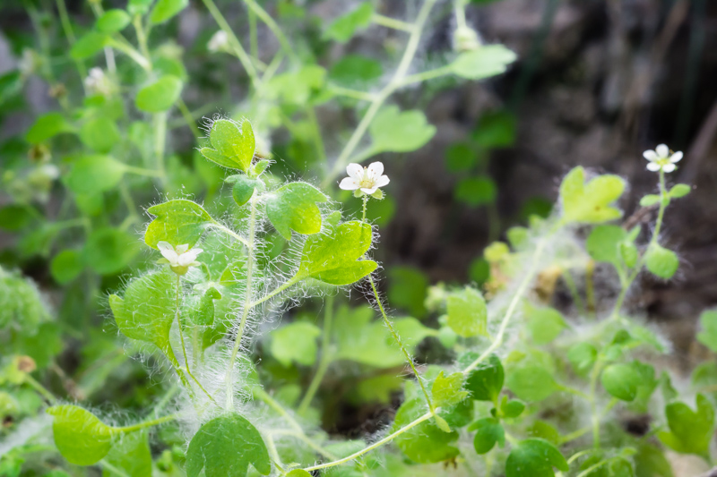 Saxifraga arachnoidea / Sassifraga ragnatelosa