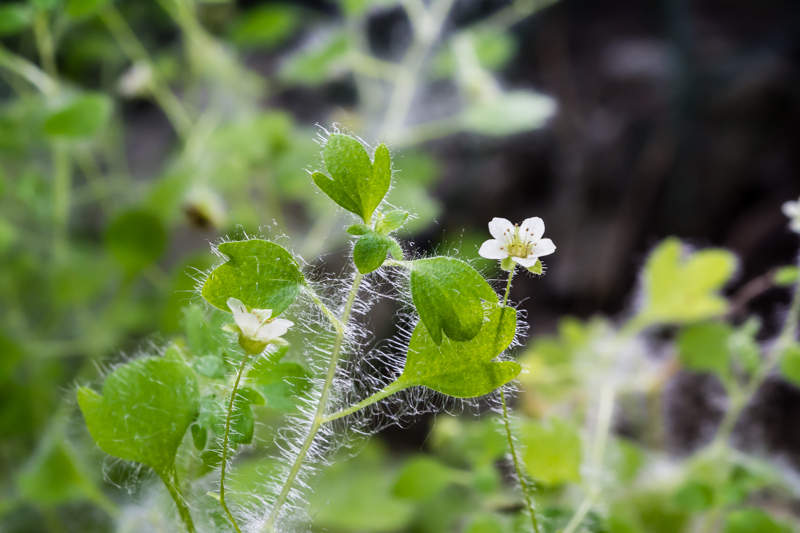 Saxifraga arachnoidea / Sassifraga ragnatelosa