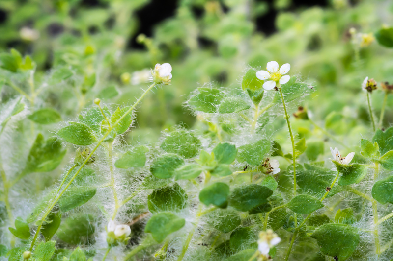 Saxifraga arachnoidea / Sassifraga ragnatelosa