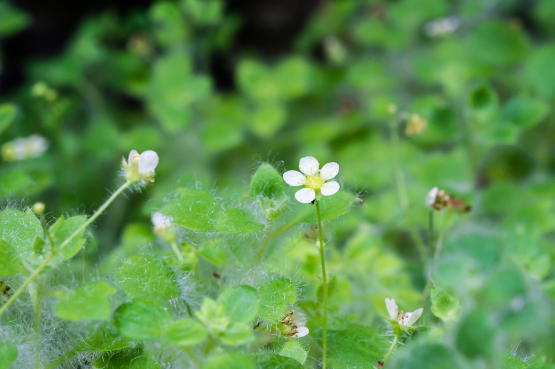 Saxifraga arachnoidea / Sassifraga ragnatelosa