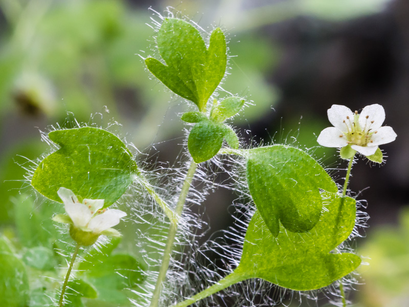 Saxifraga arachnoidea / Sassifraga ragnatelosa