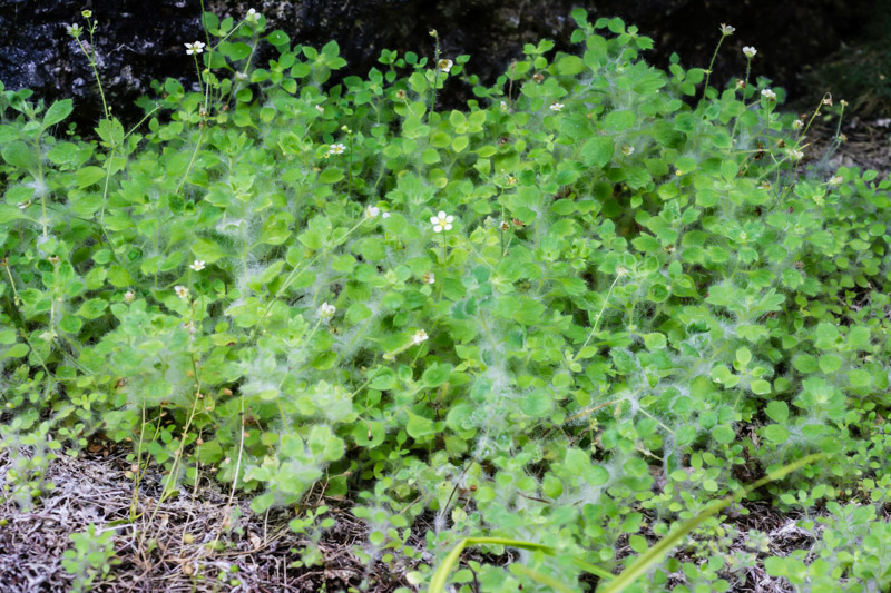 Saxifraga arachnoidea / Sassifraga ragnatelosa