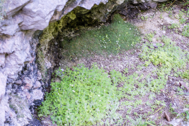 Saxifraga arachnoidea / Sassifraga ragnatelosa