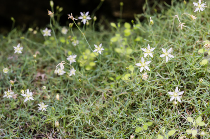 Moehringia glaucovirens / Moehringia verde-glauca