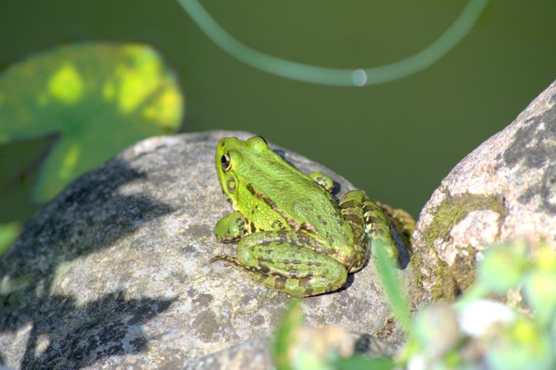 Rane verdi? S, Pelopylax sp. (prov. Como)