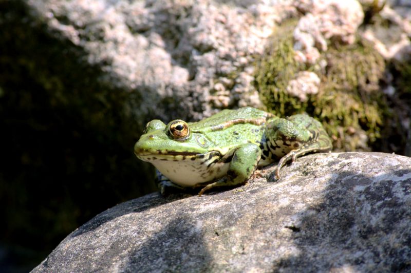 Rane verdi? S, Pelopylax sp. (prov. Como)