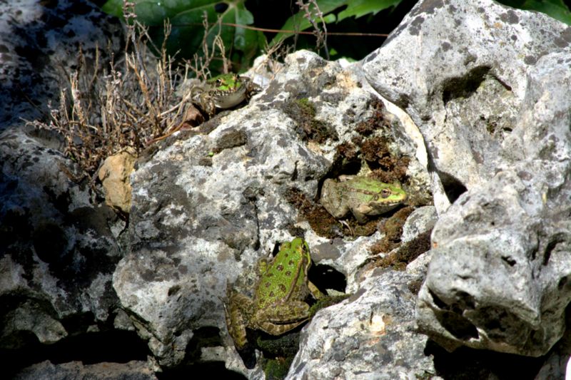 Rane verdi? S, Pelopylax sp. (prov. Como)