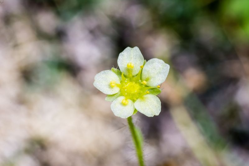 Saxifraga arachnoidea / Sassifraga ragnatelosa