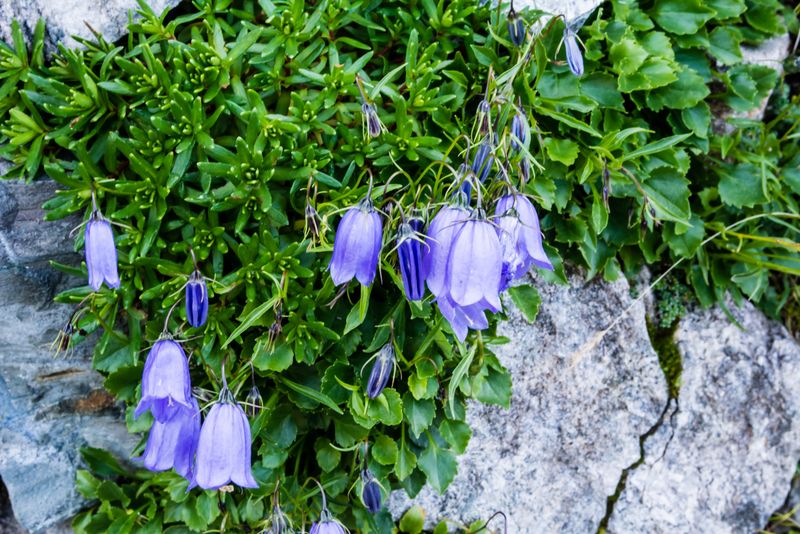 Campanula: quale?  Campanula cochleariifolia
