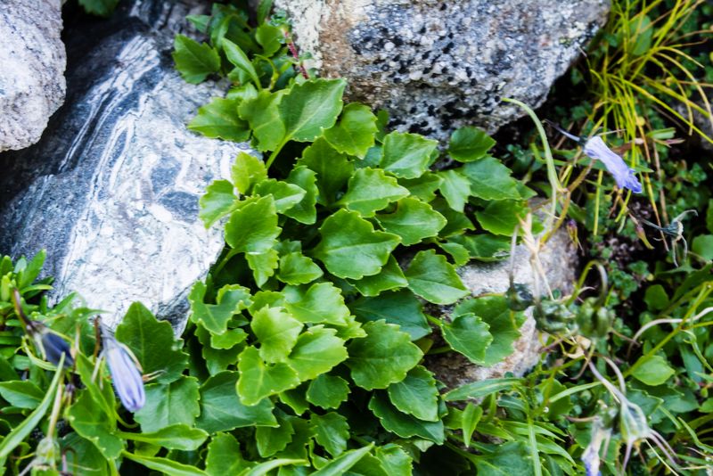 Campanula: quale?  Campanula cochleariifolia
