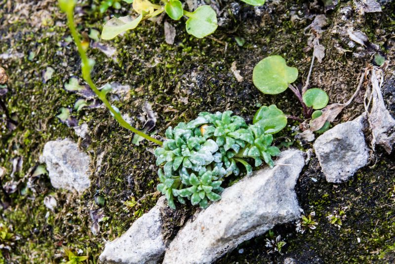 Saxifraga cochlearis ?