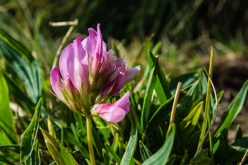 Trifolium alpinum