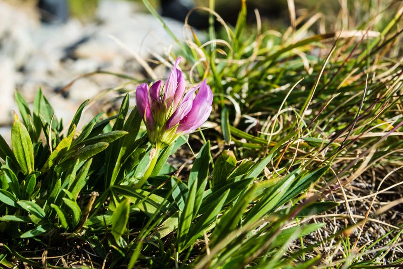 Trifolium alpinum