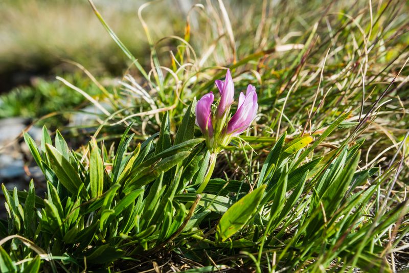 Trifolium alpinum