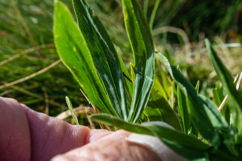 Trifolium alpinum