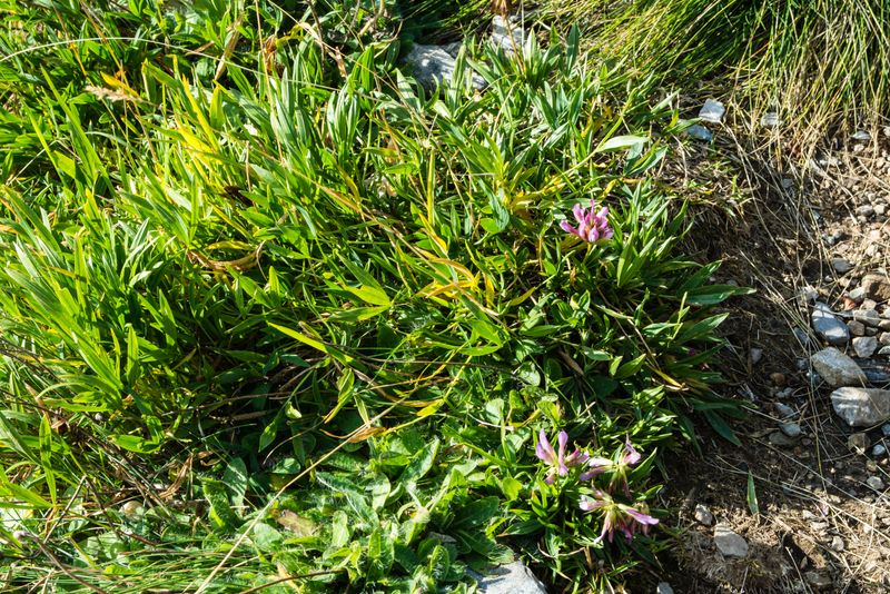 Trifolium alpinum