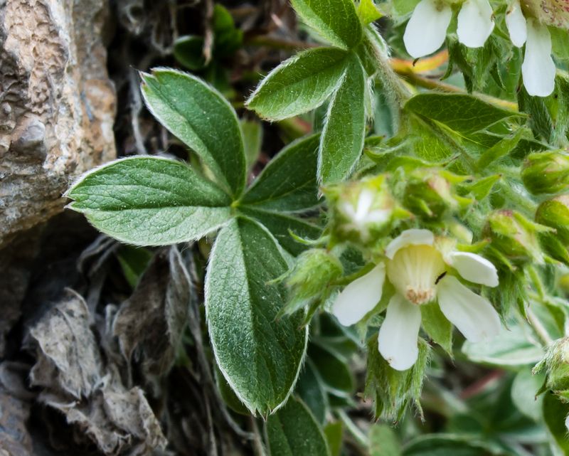 Potentilla quale ?  Potentilla caulescens