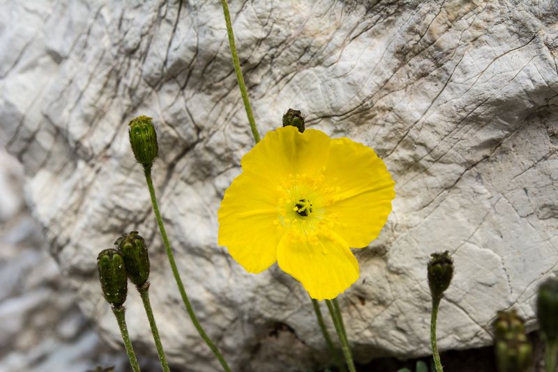 Papaver alpinum