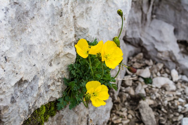 Papaver alpinum
