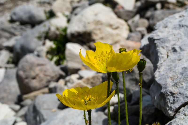 Papaver alpinum