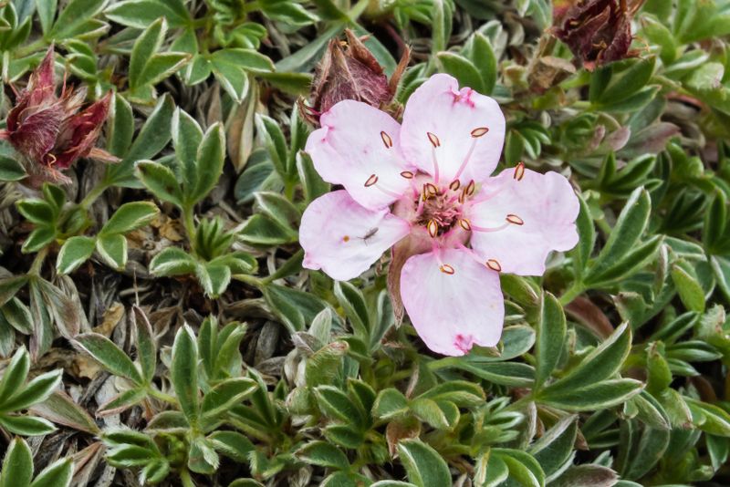 Potentilla nitida ?   S !