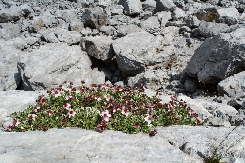 Potentilla nitida ?   S !