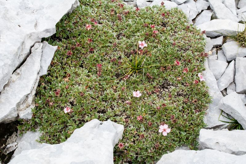 Potentilla nitida ?   S !