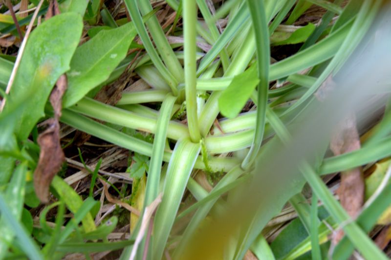 Bupleurum stellatum (Apiaceae)