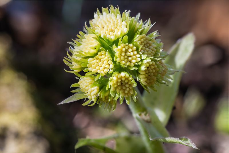 Petasites albus?  S !