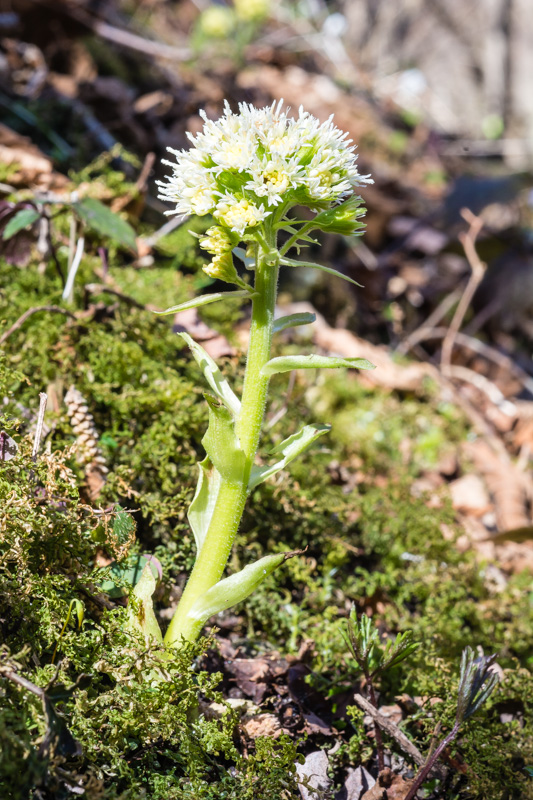 Petasites albus?  S !