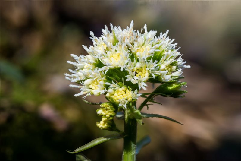 Petasites albus?  S !