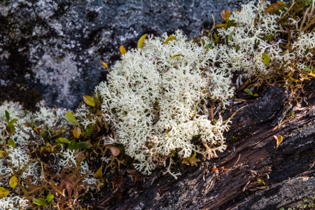 Cladonia rangiformis o stellaris ?