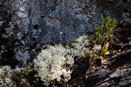 Cladonia rangiformis o stellaris ?