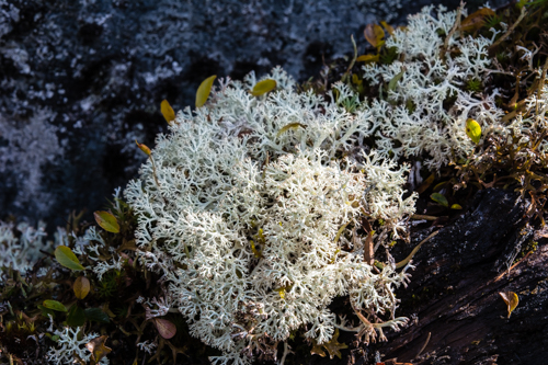 Cladonia rangiformis o stellaris ?