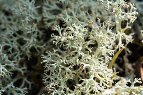 Cladonia rangiformis o stellaris ?