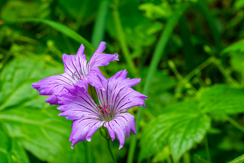 Geranium nodosum ? S