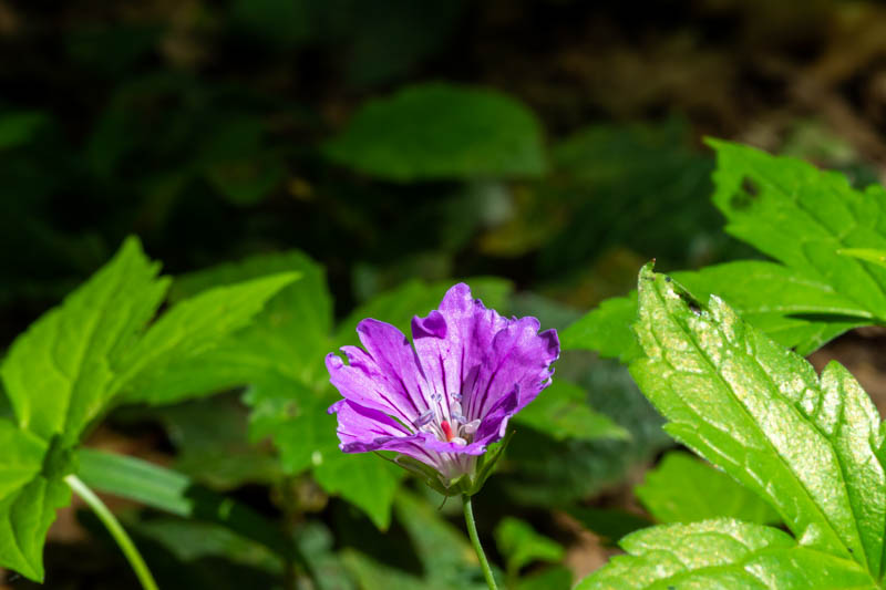 Geranium nodosum ? S