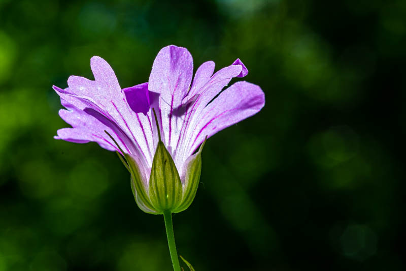 Geranium nodosum ? S