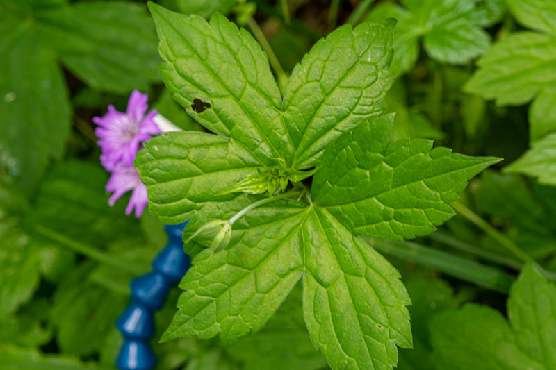 Geranium nodosum ? S