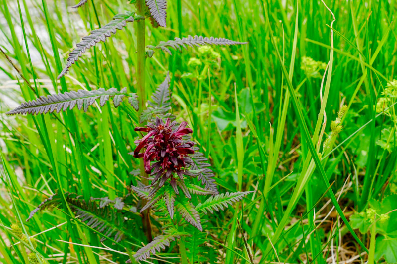Pedicularis recutita (Orobanchaceae) ?  S�