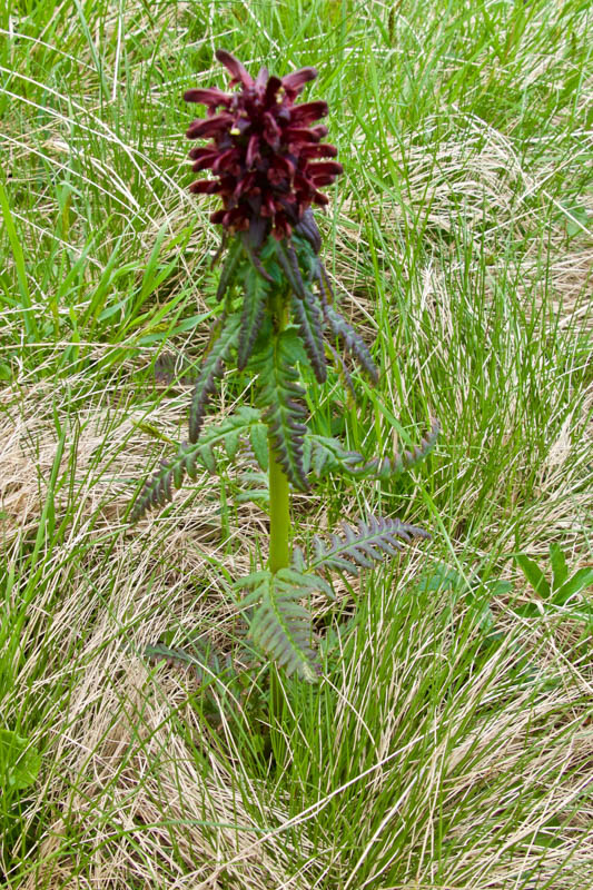 Pedicularis recutita (Orobanchaceae) ?  S�