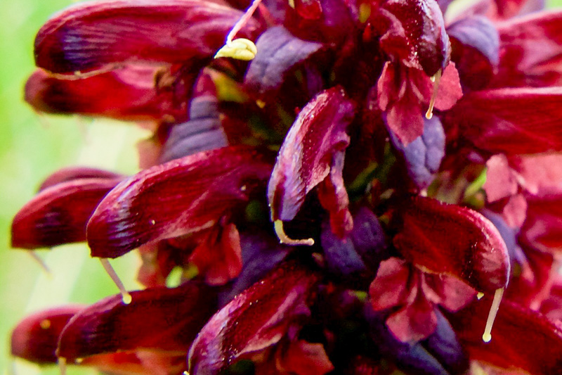 Pedicularis recutita (Orobanchaceae) ?  S�